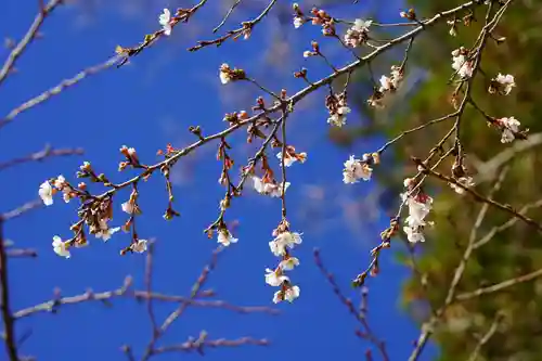 鹿島大神宮の自然