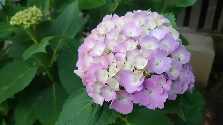 武蔵第六天神社の自然