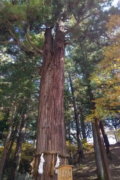 諏訪大社下社春宮の自然