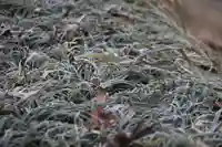阿久津「田村神社」(郡山市阿久津町)旧社名:伊豆箱根三嶋三社の自然