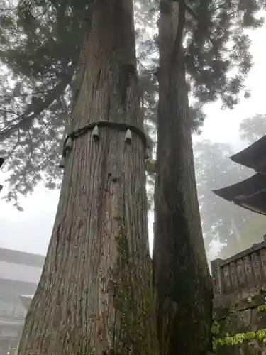 三峯神社(埼玉県)