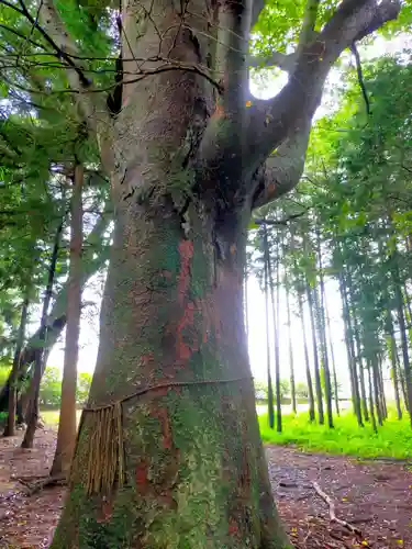 八幡神社の自然