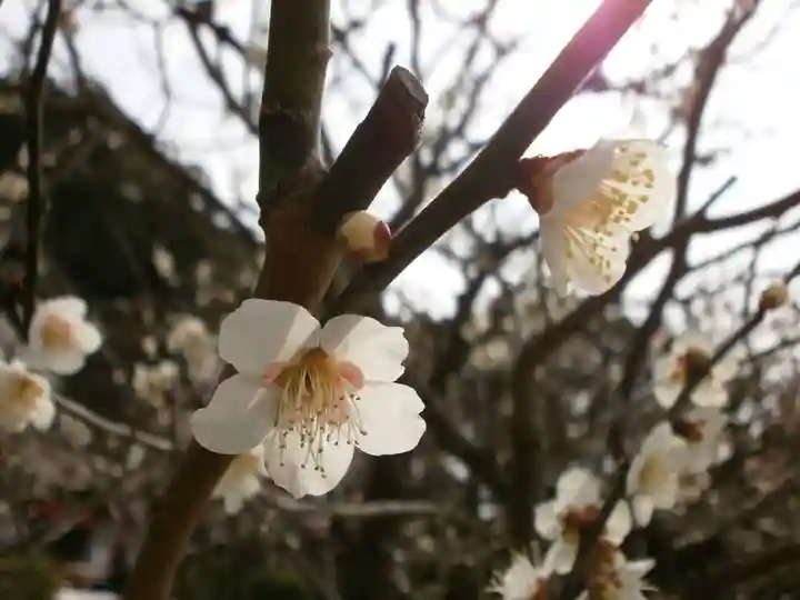 太宰府天満宮の自然
