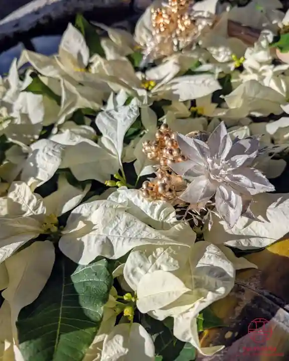 立志神社(滋賀県)