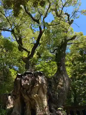 來宮神社の{uncategorized: "未分類", other: "その他", undefined: "問題あり", building: "その他建物", grave: "お墓", sacred_gate: "鳥居", guardian: "狛犬", statue: "像", buddha: "仏像", history: "歴史", nature: "自然", garden: "庭園", animal: "動物", pagoda: "塔", temizu: "手水舎", mountain_gate: "山門・神門", sanctuary: "本殿・本堂", subordinate: "末社・摂社", art: "芸術", scenery: "景色", jizo: "地蔵", ema: "絵馬", goshuin: "御朱印", omikuji: "おみくじ", items: "授与品その他", amulet: "お守り", goshuincho: "御朱印帳", eats: "食事", festival: "お祭り", votive_dance: "神楽", shichigosan: "七五三参", wedding: "結婚式", experience: "体験その他", initially: "初詣", around: "周辺", anti_infection: "感染症対策"}