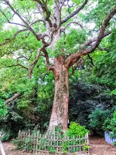 野田八幡宮の自然