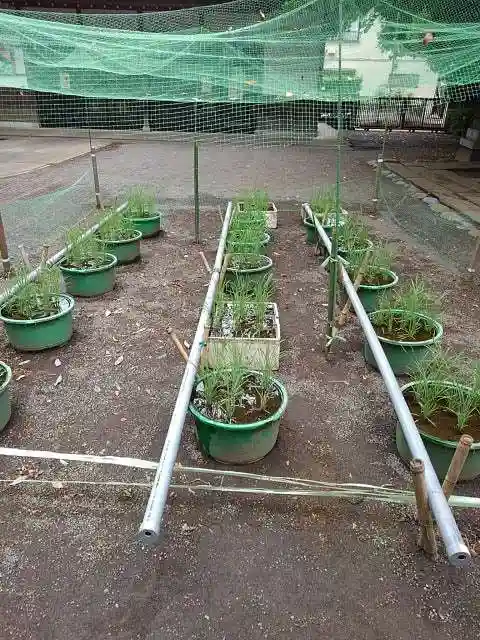 小平神明宮の庭園