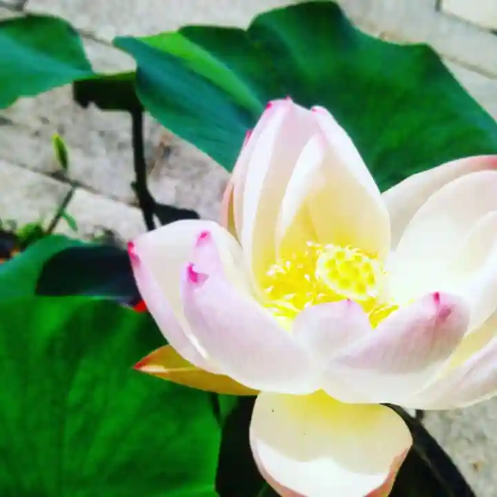 浄土宗 光明山 大蓮寺(照曜会館)の自然