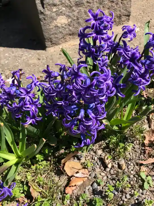 龍ケ崎八坂神社の自然