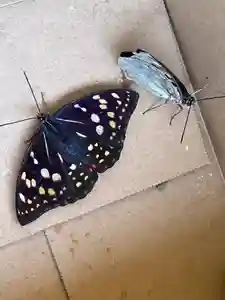 国宝 大法寺(長野県)(2024年07月07日(日) 17時18分09秒投稿)