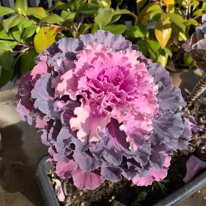 豊景神社の自然