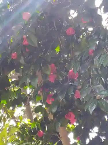 阿智神社の自然