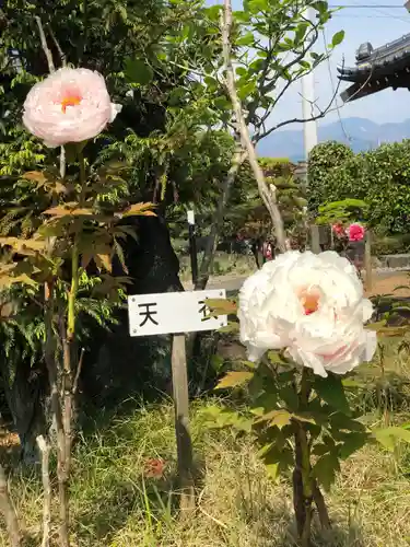 法源寺の庭園