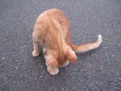 常清寺(神奈川県)