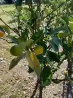 勝川廃寺「醍醐寺跡」の自然