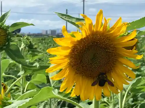 下野 星宮神社(栃木県)