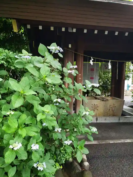 阿佐ヶ谷神明宮(東京都)