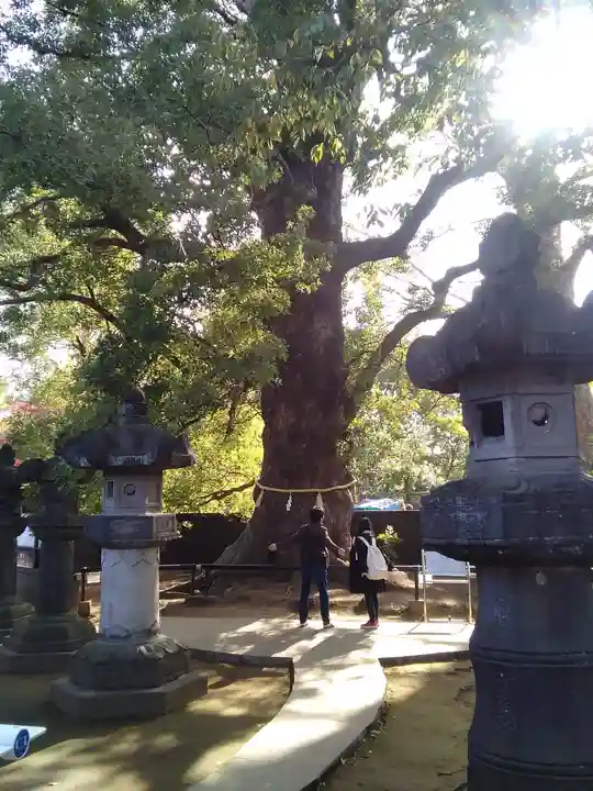 上野東照宮の自然