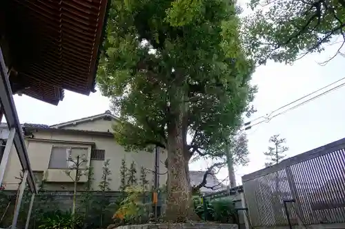 後白河院御聖蹟　法住寺の自然