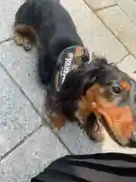 彌彦神社 (伊夜日子神社)の動物