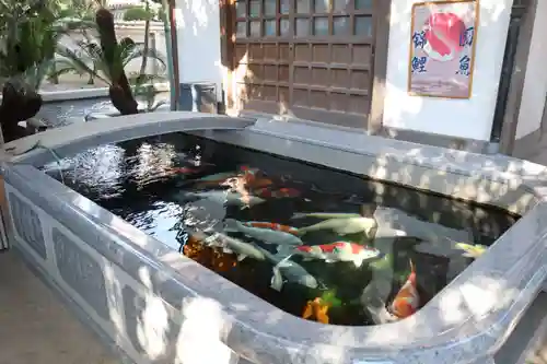 大聖観音寺（あびこ観音）の動物