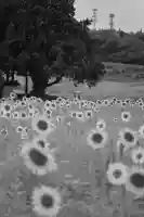 沢山神社(澤山神社)(新潟県)