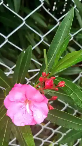 八龍社（稲島）の自然