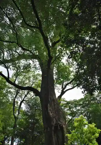 高座結御子神社（熱田神宮摂社）の自然
