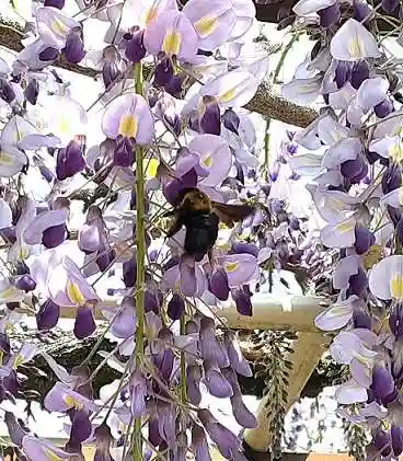 西方山極楽寺(岐阜県)