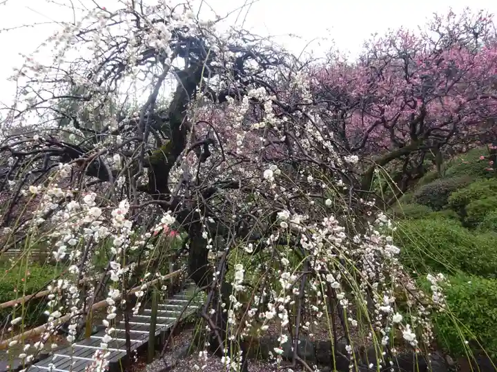 池上本門寺の庭園