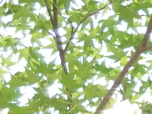 賀茂別雷神社（上賀茂神社）(京都府)