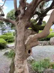 東楽寺の自然