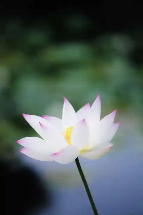 浄土寺(兵庫県)