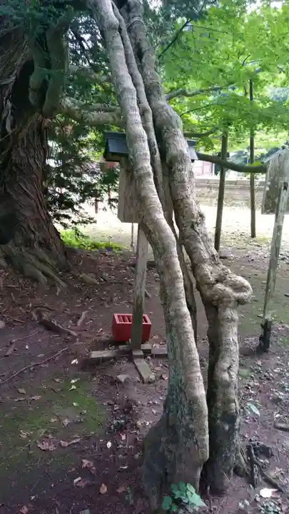 伊佐須美神社の自然