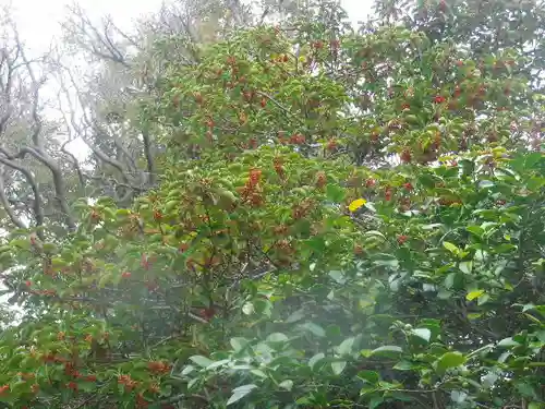 由比若宮（元鶴岡八幡宮）の自然