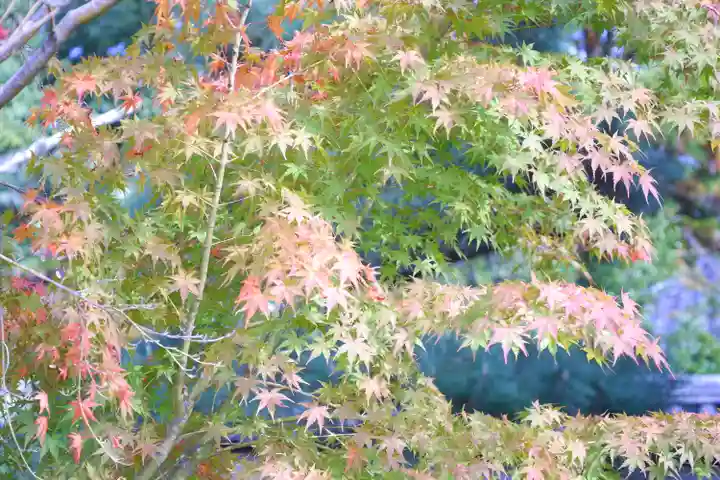 仁和寺(京都府)