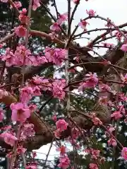 三室戸寺(京都府)