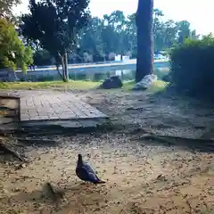 秋葉神社の建物その他