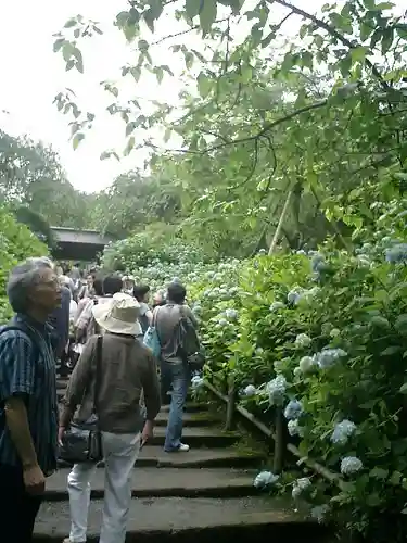 明月院の庭園