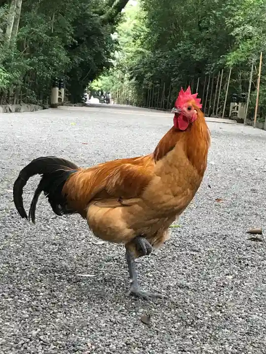 熱田神宮の動物