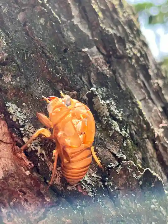 若宮神明社(愛知県)