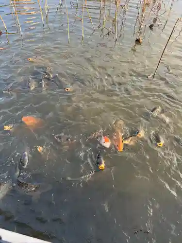青井阿蘇神社(熊本県)