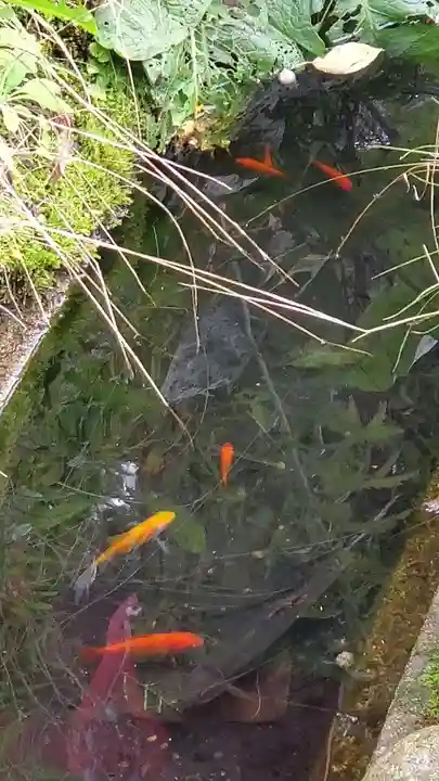 神炊館神社 ⁂奥州須賀川総鎮守⁂(福島県)