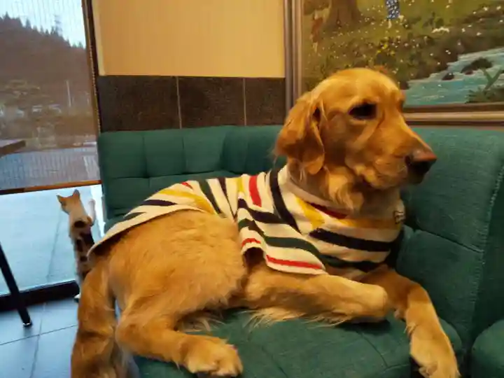 御誕生寺(猫寺)の動物