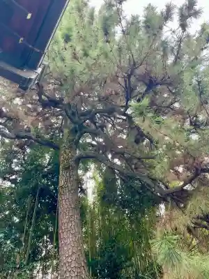 臨江寺の{uncategorized: "未分類", other: "その他", undefined: "問題あり", building: "その他建物", grave: "お墓", sacred_gate: "鳥居", guardian: "狛犬", statue: "像", buddha: "仏像", history: "歴史", nature: "自然", garden: "庭園", animal: "動物", pagoda: "塔", temizu: "手水舎", mountain_gate: "山門・神門", sanctuary: "本殿・本堂", subordinate: "末社・摂社", art: "芸術", scenery: "景色", jizo: "地蔵", ema: "絵馬", goshuin: "御朱印", omikuji: "おみくじ", items: "授与品その他", amulet: "お守り", goshuincho: "御朱印帳", eats: "食事", festival: "お祭り", votive_dance: "神楽", shichigosan: "七五三参", wedding: "結婚式", experience: "体験その他", initially: "初詣", around: "周辺", anti_infection: "感染症対策"}