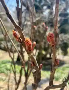蚊里田八幡宮(長野県)(2025年03月18日(火) 12時35分07秒投稿)