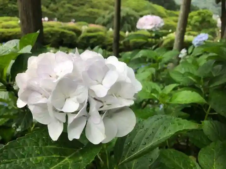 三室戸寺の自然