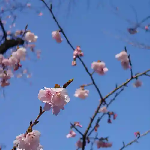 靖國神社の自然