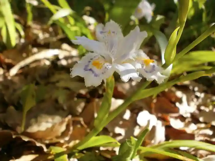宝満宮竈門神社の自然