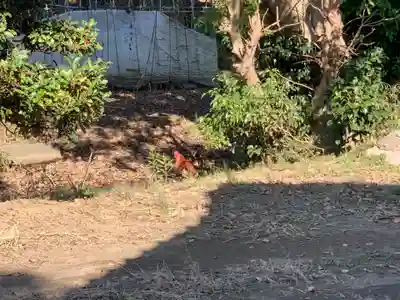 日宮神社の動物